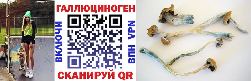Купить  Аргун  Псилоцибиновые грибы GOLDEN TEACHER 